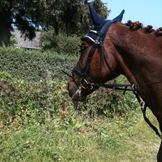 Anden særlig race Chianti Zamangah