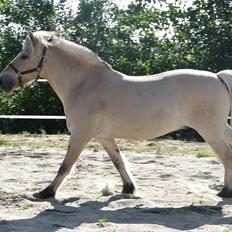 Fjordhest brage tidselbjerg