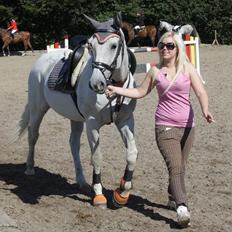 Dansk Varmblod La Troya ( solgt )