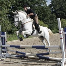 Dansk Varmblod La Troya ( solgt )