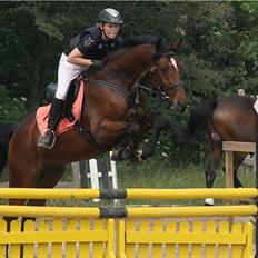 Dansk Varmblod Nørremøllehøjs Ali SOLGT