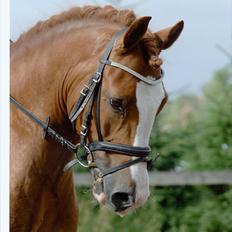 New Forest Højvangs Chopin SOLGT