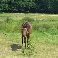 Traver tøsen frøkjær