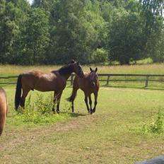 Traver tøsen frøkjær