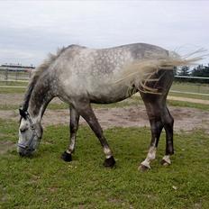 Hollandsk Varmblod Venessa - Krybbe