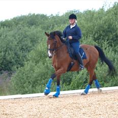 Trakehner Philip-Joe