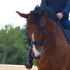 Trakehner Philip-Joe