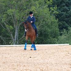 Trakehner Philip-Joe