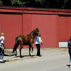 Anden særlig race Suna's Supaya