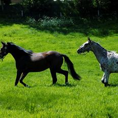 Anden særlig race Suna's Supaya