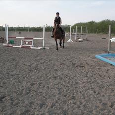 Anden særlig race Stensgaardens mistral