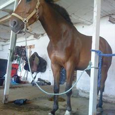 Anden særlig race Stensgaardens mistral