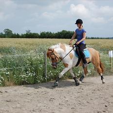 Anden særlig race Felix 