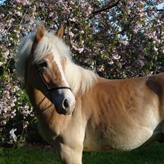 Haflinger Gandrupgårds Nazim HAH 34