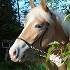 Haflinger Gandrupgårds Nazim HAH 34