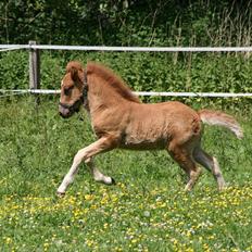 Islænder Reyr fra XXXX