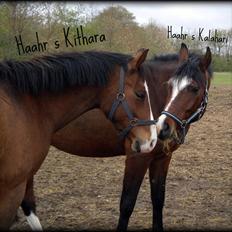 DSP Haahr´s Kithara †R.I.P† D.23. Aug 2010 :-(