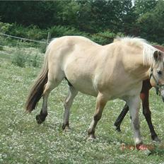 Fjordhest Lukas