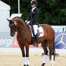 Welsh Pony af Cob-type (sec C) Klooster's Eltino