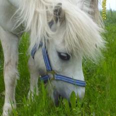 Anden særlig race Chaplin