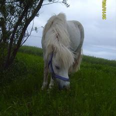 Anden særlig race Chaplin