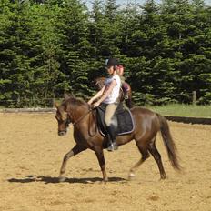 Welsh Pony (sec B) Stoak Laura (Stoakie)