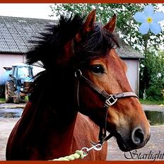 Anden særlig race Starlight