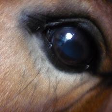 Anden særlig race Starlight