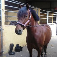 Anden særlig race Starlight