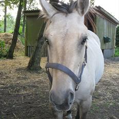 Anden særlig race (Pri) Madonna