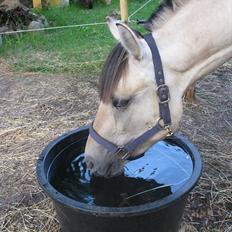 Anden særlig race (Pri) Madonna