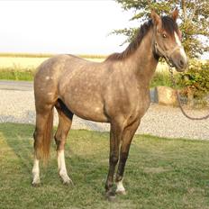 DSP Bomgaardens Davinci *AVLS HINGST* SPH 203