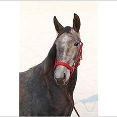 Anden særlig race Mosegaards Cayenne