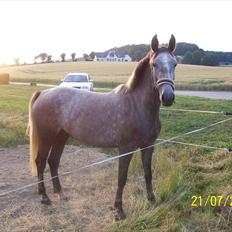 Anden særlig race Mosegaards Cayenne
