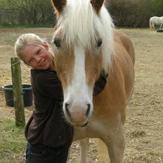 Haflinger Sir Toby <3