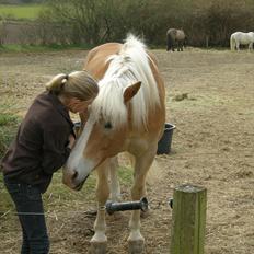 Haflinger Sir Toby <3