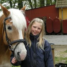 Haflinger Sir Toby <3