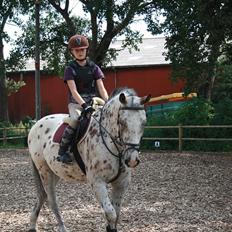 Knabstrupper Jeronimo ( Aquilla)