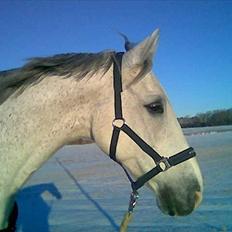 Dansk Varmblod Shaigun 13.04.93-06.02.07