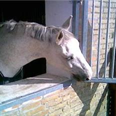 Dansk Varmblod Shaigun 13.04.93-06.02.07