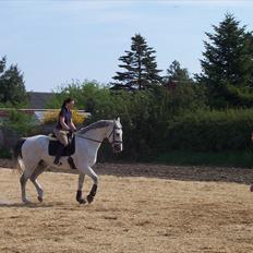 Dansk Varmblod Shaigun 13.04.93-06.02.07
