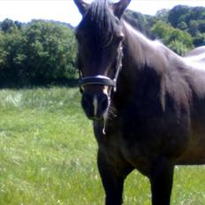 Anden særlig race Lukas *Himmelhest*