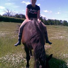 Anden særlig race Lukas *Himmelhest*