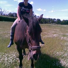 Anden særlig race Lukas *Himmelhest*