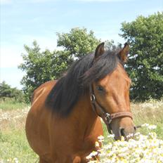 Anden særlig race Herkules, hingst.