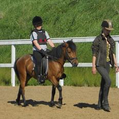 Anden særlig race Herkules, hingst.