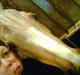 Welsh Pony af Cob-type (sec C) Pandora<33 R.I.P<3 †