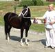 Welsh Pony af Cob-type (sec C) Lundquistens Black Bess