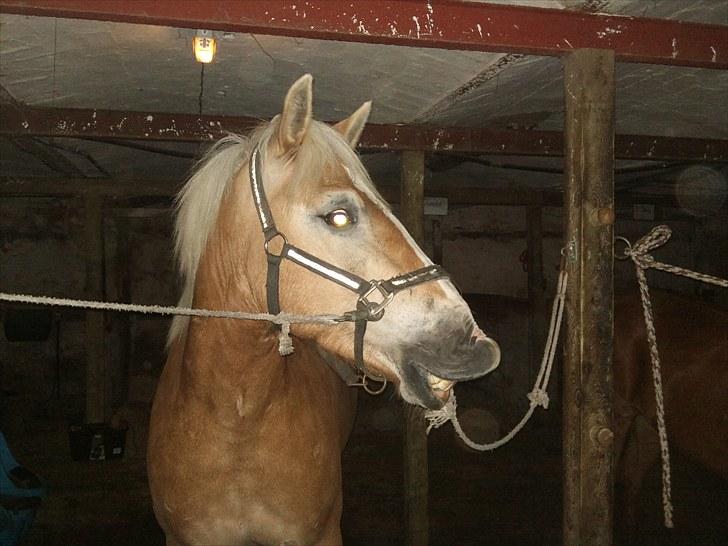 Haflinger Stabejs Dybdal<33 - Stabejs er også Justin bieber fan;-) billede 10