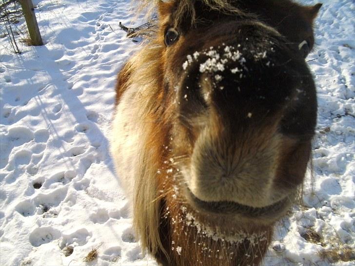 Shetlænder Indy - Må jeg lige smage på det der kamera ? billede 2
